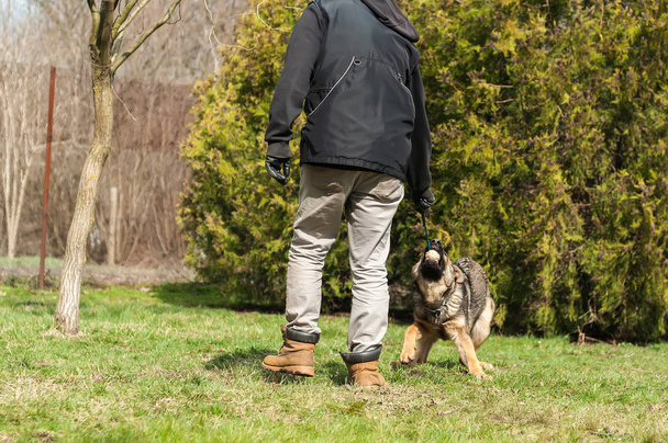 Немецкий щенок-овчарка, обученный собачьим тренером с мячом в зеленой среде в солнечную весну.
. - Фото, изображение