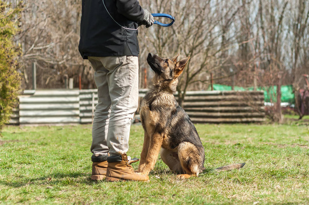 Un cachorro pastor alemán entrenado por un entrenador de perros en un ambiente verde en una primavera soleada
. - Foto, Imagen
