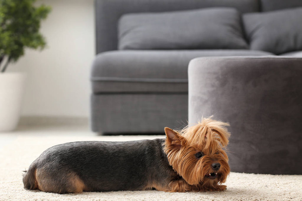 Lindo perro divertido acostado en la alfombra en casa
 - Foto, Imagen