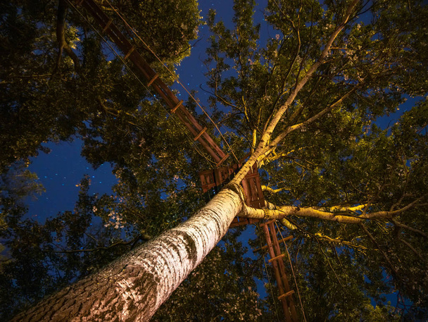 Χαμηλή γωνία θέα από τα δέντρα με μια διάβαση πεζών σε αυτό στο αργά τη νύχτα με αστέρια στον ουρανό. - Φωτογραφία, εικόνα