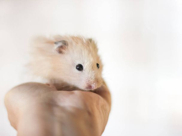 Pörröinen hamsteri pidetään kämmenissä
 - Valokuva, kuva