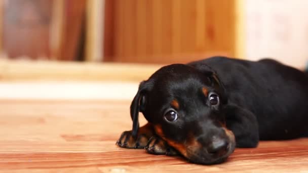 Close-up van een kleine pup. Een hondenras doberman ligt op de vloer. - Video