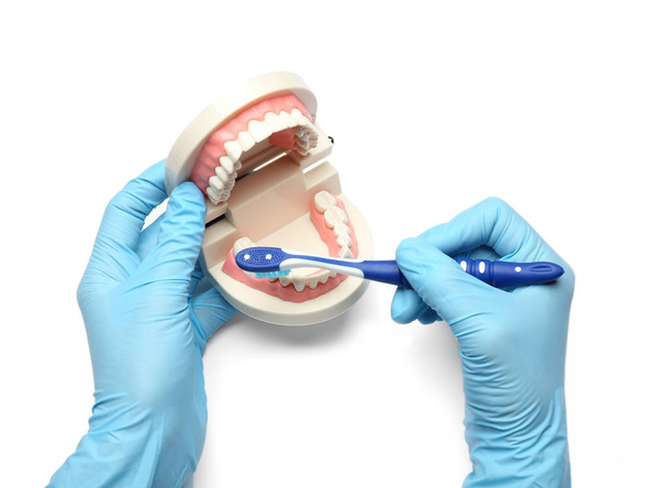 Tandarts met kaak model en tandenborstel op witte achtergrond - Foto, afbeelding