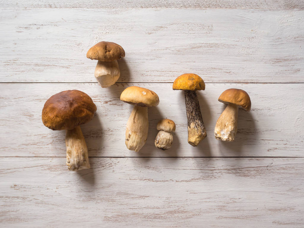 Wild penny bun on the white wooden table. Harvest autumn edible mushrooms. - Photo, Image