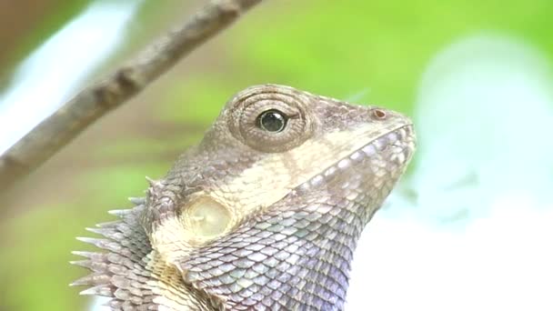 Close-up van kameleon op de boom - Video