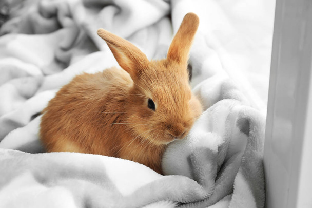 Cute fluffy bunny on windowsill at home - Valokuva, kuva