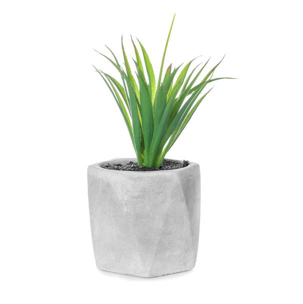 Flowerpot with houseplant on white background - Photo, Image