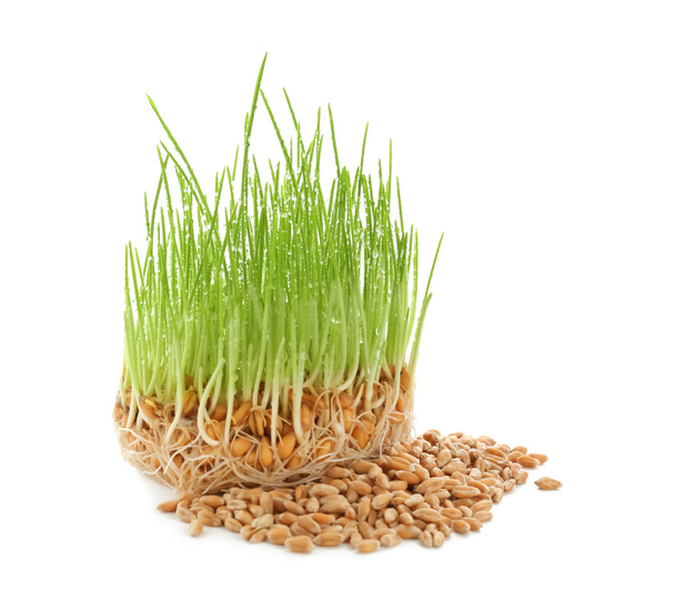 Hierba de trigo germinada sobre fondo blanco
 - Foto, imagen