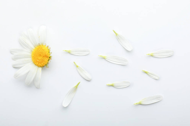 Composition with beautiful chamomile flower and petals on white background - Foto, imagen