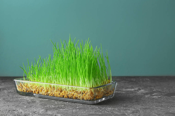 Vassoio con erba di grano germogliata sul tavolo
 - Foto, immagini