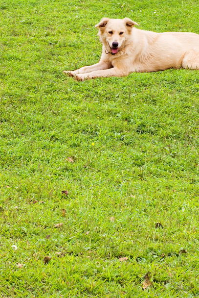 Puppy on soft grassland - Φωτογραφία, εικόνα