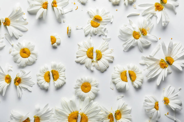 Krásný heřmánkem květy na bílém pozadí - Fotografie, Obrázek