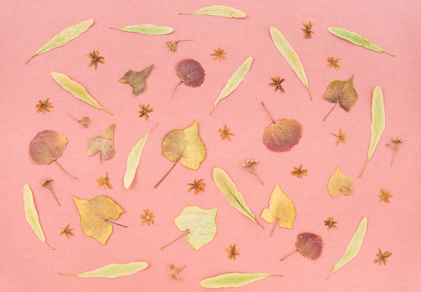 Το φθινόπωρο φύλλα και άνθη σε ροζ παστέλ φόντο. Έμπνευση της φύσης. - Φωτογραφία, εικόνα