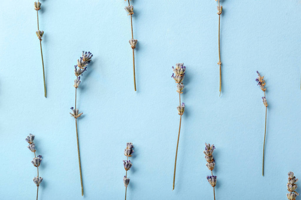 Beautiful lavender flowers on color background - Foto, Bild