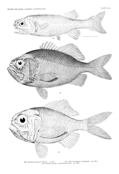 Ілюстрація риби. Старе зображення
 - Фото, зображення
