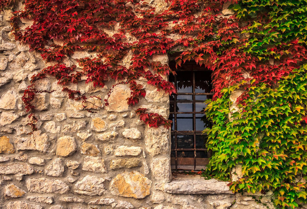 Ivy Ortaçağ duvar yılında Ortaçağ şehrin pitoresk: Eze Village Güney Fransa Akdeniz deniz boyunca bir eski binanın kapalı - Fotoğraf, Görsel