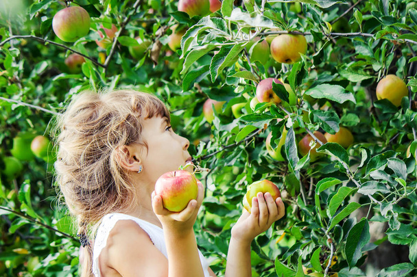 Lapsi omenan kanssa. Valikoiva keskittyminen. Puutarha ruoka - Valokuva, kuva