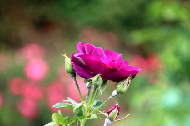 Фіолетовий троянди тип Рапсодія в блакитному крупним планом в громадських Діви Mariae Boskoop в Нідерландах. - Фото, зображення