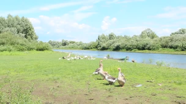 Geese on meadow near river. Flight of white house geese on green grass of meadow. Farm birds. Grey geese on grass. Domestic birds on pasture in summer - Footage, Video