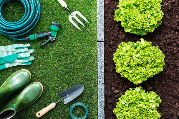 Φρέσκο μαρούλι καλλιέργεια στα εργαλεία κήπου και κηπουρικής στο γρασίδι, υγιεινά τρόφιμα και φυτοκομία έννοια - Φωτογραφία, εικόνα
