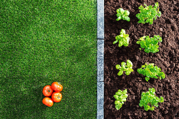 Čerstvá rajčata a rostliny rostoucí v koncepci zahrady, zemědělství a zdravé zeleniny - Fotografie, Obrázek