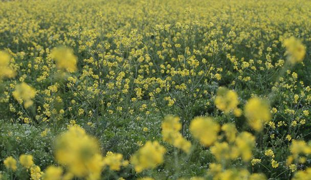 黄色のマスタードの花;シナピスarvensis - 写真・画像