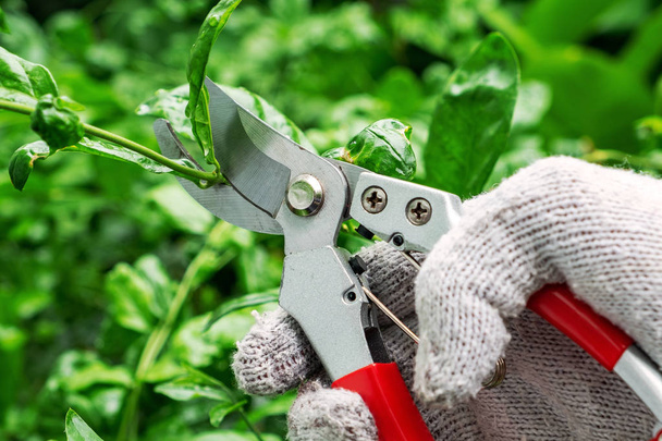 Male Hand Pruning the Tree with Pruning Shears. Living Branch Cutting in Garden or Landscaping Maintenance. - Photo, Image
