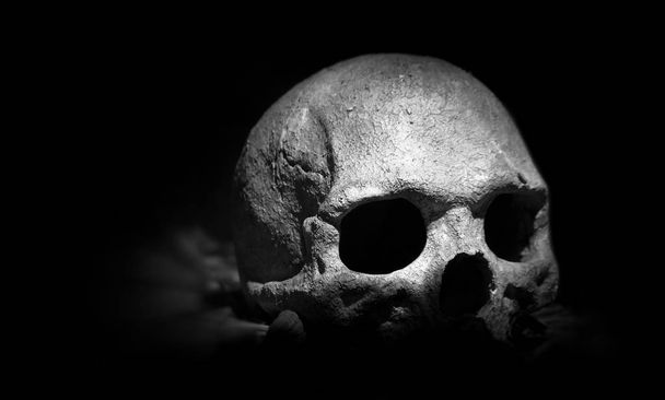 Real skull on dark background - Photo, Image