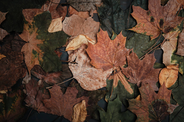 dry autumn leaves on a dark background - Photo, Image