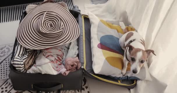 Pequeño perro está acostado en una maleta
 - Metraje, vídeo