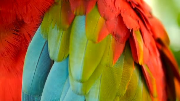 Primer plano del loro guacamayo escarlata de la Amazonía Roja o Ara macao, en la selva tropical. Vida silvestre Colorido retrato de pájaro
 - Metraje, vídeo