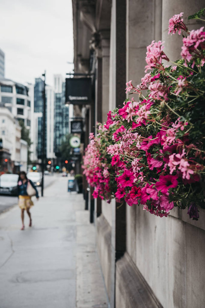 Mujer no identificada caminando por una calle de la City de Londres, Reino Unido, pasando el edificio con flores florecientes
. - Foto, imagen