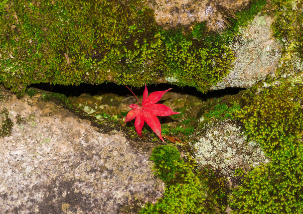 Arrival of Autumn in Japan. Red maple leaf among green moss and rocks - Photo, Image