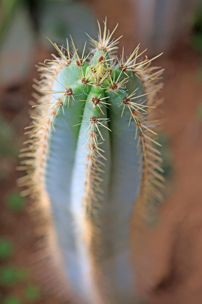 cactus plants - Fotoğraf, Görsel