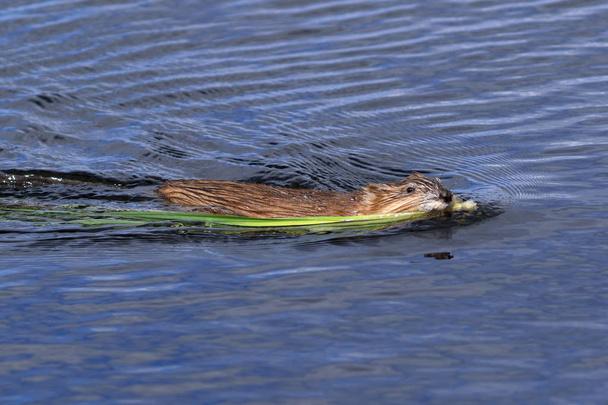 Ondatra zibethicus. Muskrat drags a bunch of grass in his teeth - Photo, image