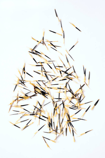 seeds of tagetes isolated over white background - Photo, Image