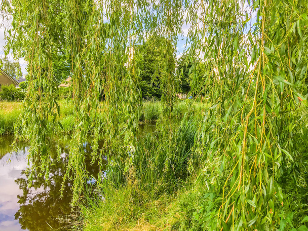 Długie gałęzie z zielonych liści wiszące przed woda jezioro krajobraz - Zdjęcie, obraz