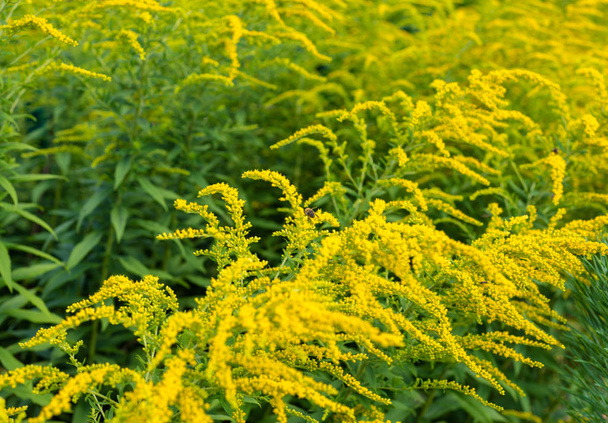 leuchtend gelbe Blüten des Solidago, allgemein als Goldruten bezeichnet, die an einem heißen Sommertag wachsen. - Foto, Bild