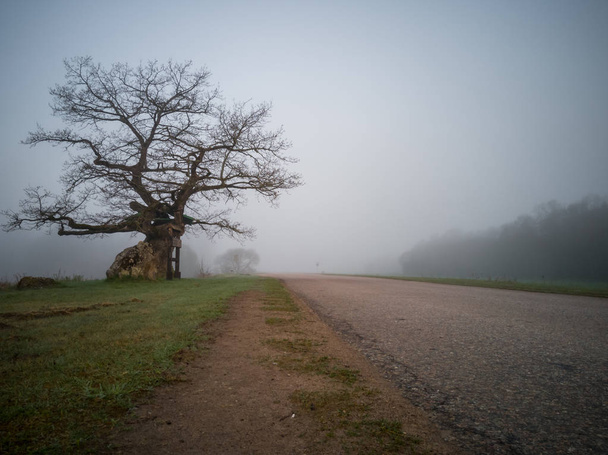 Boom silhouet in een vroege ochtend naast platteland weg met een zware Mist die betrekking hebben op de achtergrond. Humeurig foto met een tekst ruimte - Foto, afbeelding
