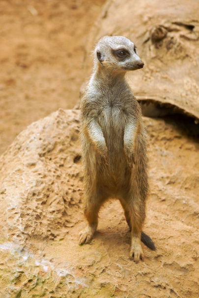 Meerkat (Suricata suricatta), também conhecido como suricate
. - Foto, Imagem