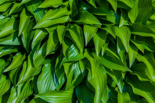 Háttér textúra zöld növények levelek - Fotó, kép