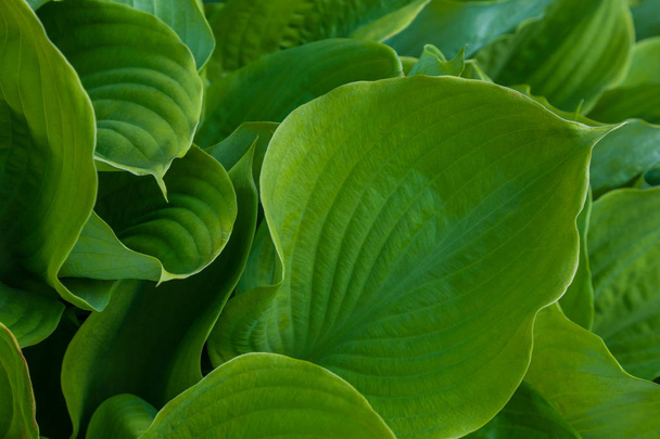 Textura de fondo hojas verdes plantas
 - Foto, Imagen