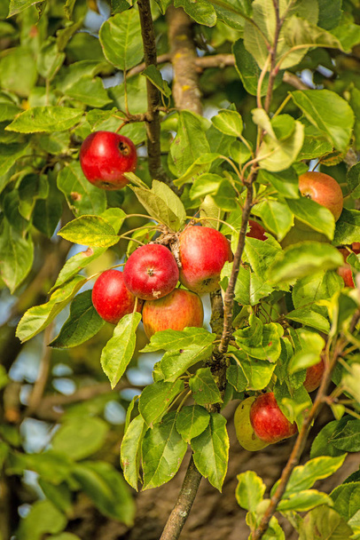 maçãs em uma árvore em horário de verão - Foto, Imagem