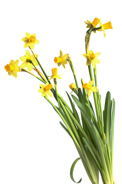 Keltaiset daffodilit
 - Valokuva, kuva