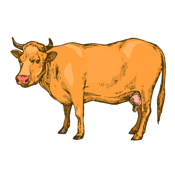 Cow farm animal isolated on white background hand drawn line art stock vector illustration - Vetor, Imagem