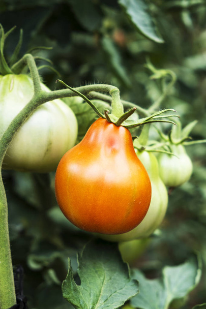 organik bir meyve bahçesi tesisi olgunlaşma bazı yeşil domates closeup - Fotoğraf, Görsel