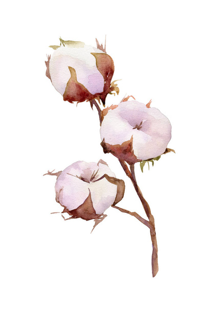 Cotton plant flower on white background. Hand drawn watercolor illustration.  - 写真・画像