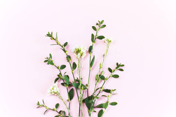 Flowers on pink background - Foto, imagen