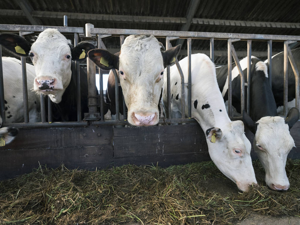 black and white holstein cows feed inside barn on dutch farm in holland - Foto, Bild