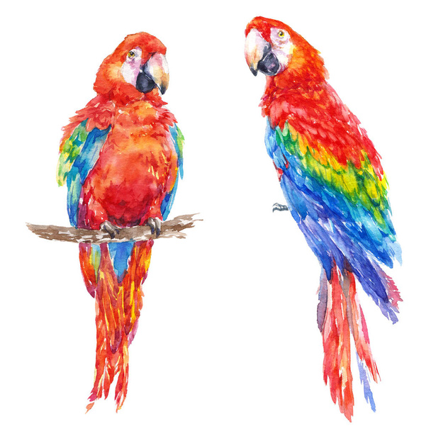 Colorful parrot tropical bird watercolor illustration - Fotografie, Obrázek